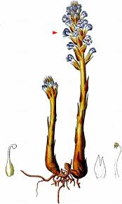 Attēlu rezultāti vaicājumam “Orobanche coerulescens flower”