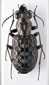 Attēlu rezultāti vaicājumam “Elaphrus cupreus”