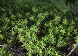 Attēlu rezultāti vaicājumam “Atrichum undulatum”