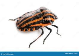 Attēlu rezultāti vaicājumam “Graphosoma lineatum”