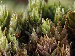 Attēlu rezultāti vaicājumam “Bryum pallescens”