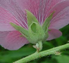 Image result for Alcea (althaea) rosea