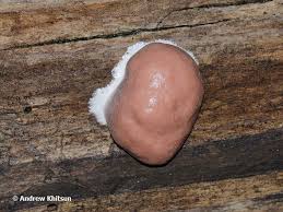 Attēlu rezultāti vaicājumam “Reticularia lycoperdon young”