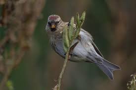 Attēlu rezultāti vaicājumam “Carduelis flammea female”