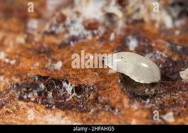 Attēlu rezultāti vaicājumam “Phronia sp.”