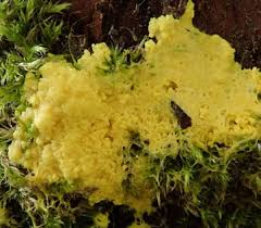 Attēlu rezultāti vaicājumam “Badhamia lilacina plasmodium”