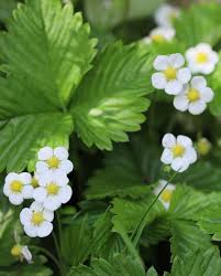 Attēlu rezultāti vaicājumam “Fragaria vesca flower”