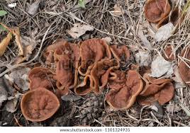 Attēlu rezultāti vaicājumam “Discina perlata”