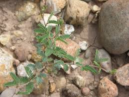 Attēlu rezultāti vaicājumam “Lycogala persicum sessile”