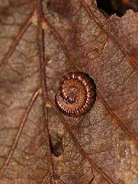 Attēlu rezultāti vaicājumam “Craspedosoma rawlinsi”