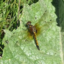 Attēlu rezultāti vaicājumam “Leucorrhinia pectoralis female”