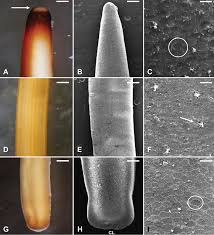 Attēlu rezultāti vaicājumam “Gordius aquaticus”