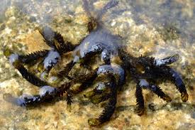 Attēlu rezultāti vaicājumam “Drepanocladus lycopodioides”