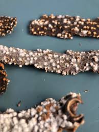 Attēlu rezultāti vaicājumam “Badhamia lilacina spores”