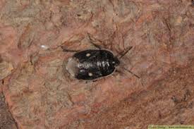 Attēlu rezultāti vaicājumam “Adomerus biguttatus”