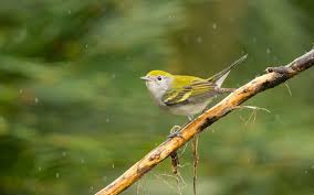 Image result for Dendroica pensylvanica