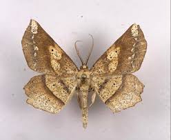 Attēlu rezultāti vaicājumam “Eulithis sp.”