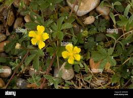 Attēlu rezultāti vaicājumam “Potentilla reptans”