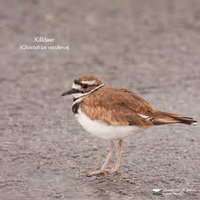 Image result for Charadrius vociferus