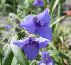 Attēlu rezultāti vaicājumam “Commelinaceae”
