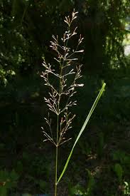 Attēlu rezultāti vaicājumam “Agrostis capillaris”