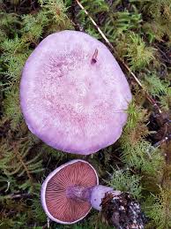 Attēlu rezultāti vaicājumam “Cortinarius traganus”