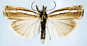 Attēlu rezultāti vaicājumam “Crambus silvella”