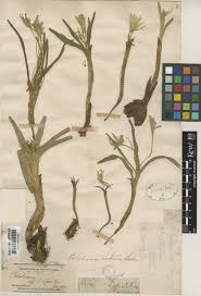 Attēlu rezultāti vaicājumam “Colchicum luteum”