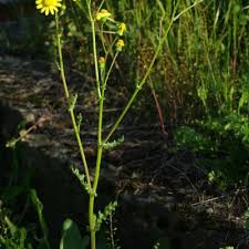 Attēlu rezultāti vaicājumam “Senecio vernalis leaf”