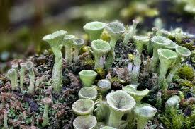 Attēlu rezultāti vaicājumam “Cladonia”