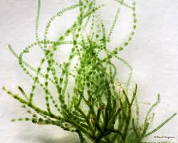 Attēlu rezultāti vaicājumam “Batrachospermum moniliforme”