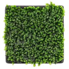 Attēlu rezultāti vaicājumam “Fissidens”