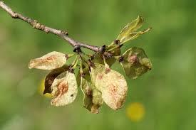 Attēlu rezultāti vaicājumam “Ulmus glabra fruit”