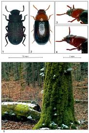 Attēlu rezultāti vaicājumam “Bolitophagus reticulatus larva”