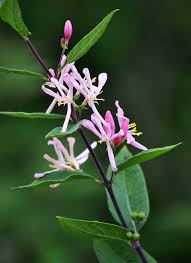 Attēlu rezultāti vaicājumam “Lonicera tatarica flower”