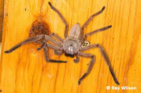 Attēlu rezultāti vaicājumam “Sparassidae”