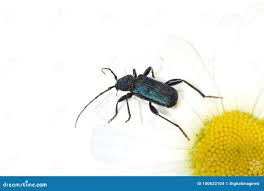 Attēlu rezultāti vaicājumam “Callidium violaceum”