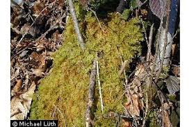 Attēlu rezultāti vaicājumam “Thuidium tamariscinum”