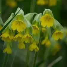 Image result for Primula veris