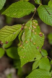 Attēlu rezultāti vaicājumam “Taphrina padi”