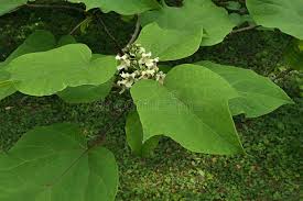 Attēlu rezultāti vaicājumam “Catalpa ovata leaf”