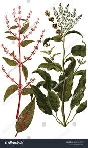 Image result for Rumex sanguineum