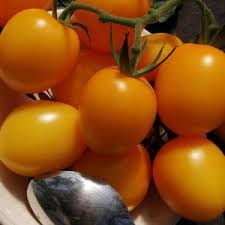 Afbeeldingsresultaat voor earliana tomato