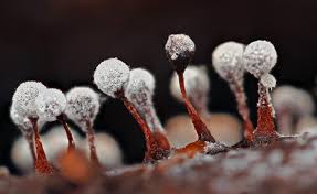 Attēlu rezultāti vaicājumam “Diderma floriforme spores”