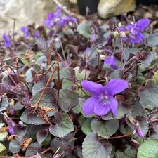 Attēlu rezultāti vaicājumam “Viola riviniana”