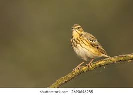 Attēlu rezultāti vaicājumam “Anthus trivialis”