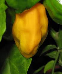Afbeeldingsresultaat voor orange habanero hot pepper