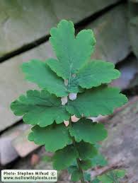 Attēlu rezultāti vaicājumam “Chelidonium majus leaf”