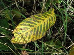 Attēlu rezultāti vaicājumam “Juglans mandshurica leaf”
