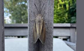 Attēlu rezultāti vaicājumam “Parapoynx stratiotata male”